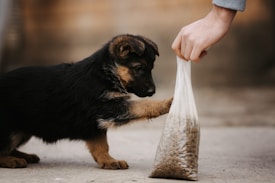 A young German Shepherd puppy playfully places its paw on a transparent bag filled with dog food, which is being held by a human hand. The background is blurred, focusing attention on the interaction between the puppy and the person.