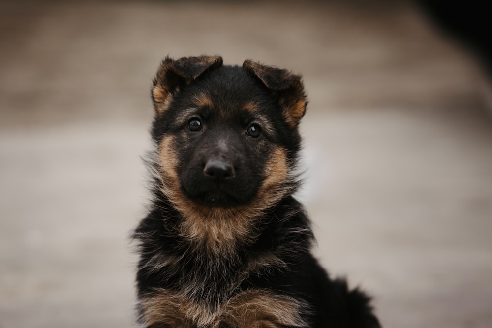 a small black and brown dog sitting on top of a cement floor