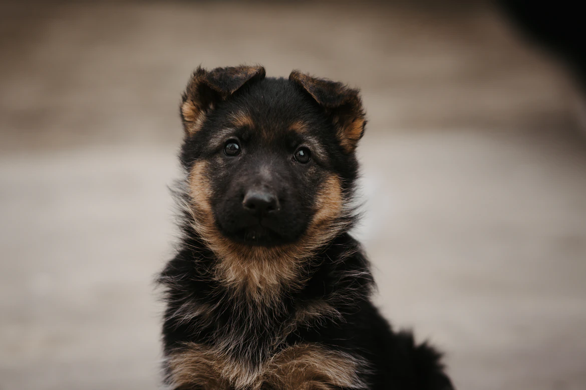 Primeros pasos cachorro