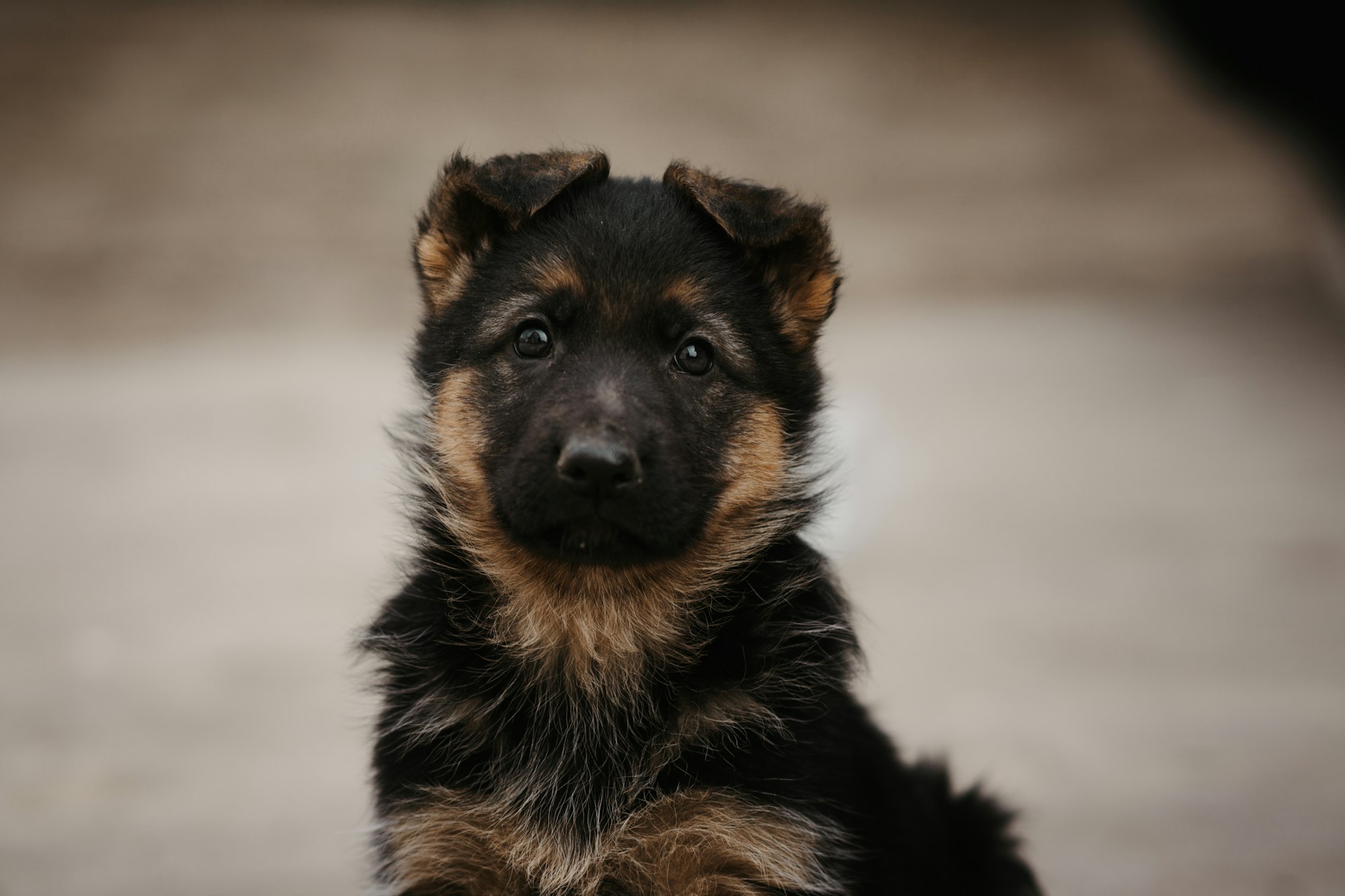 Potty Training Techniques for German Shepherd Puppies