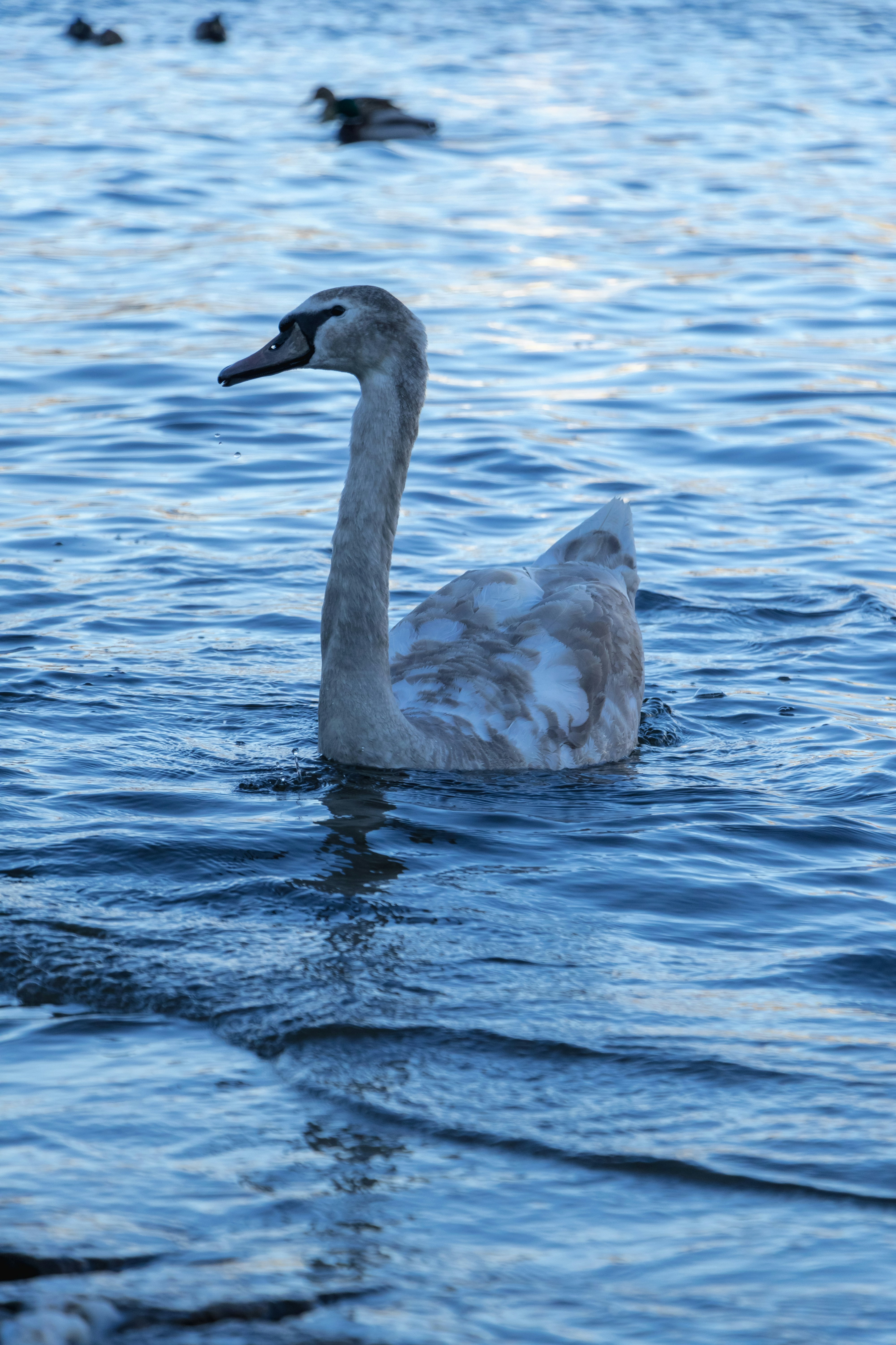 a swan swimming in a body of water