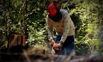 Chainsaw operator safely working on timber stand in a dense forest.