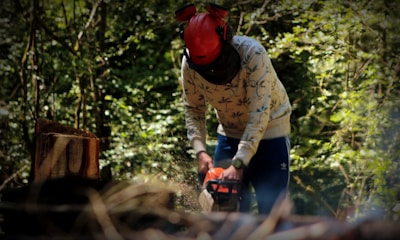 Chainsaw operator safely working on timber stand in a dense forest.