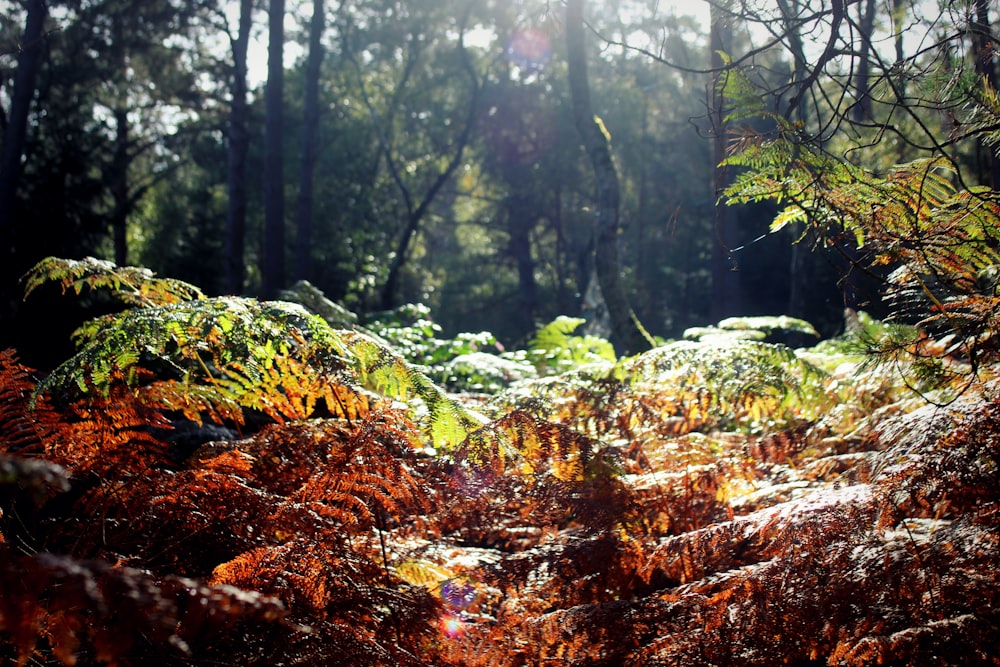 the sun is shining through the trees in the forest