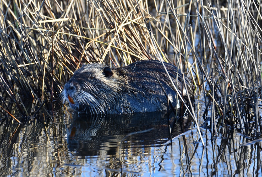 a beaver swimming in a pond surrounded by tall grass
