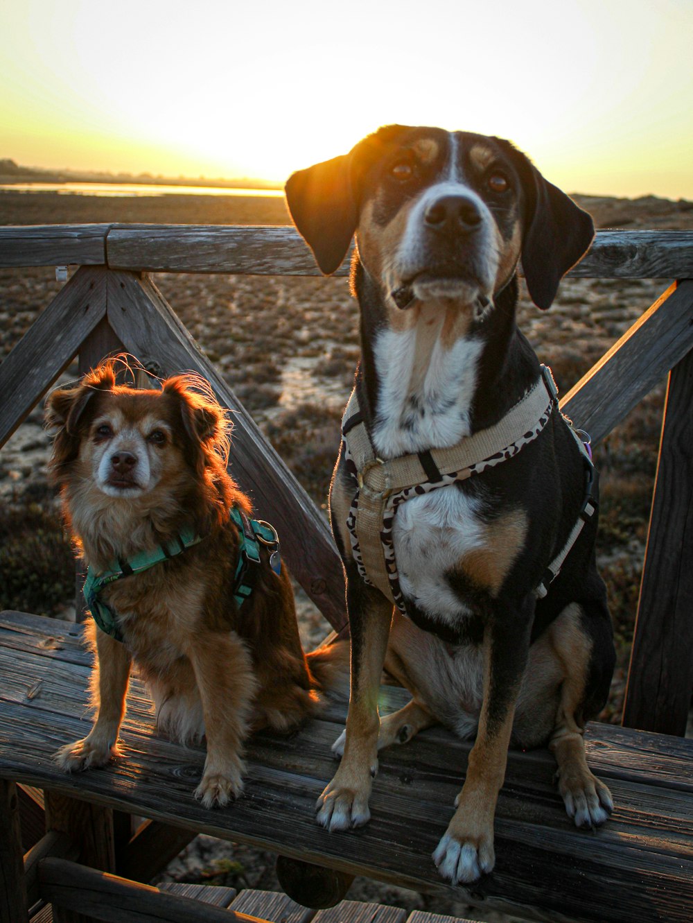 a couple of dogs sitting on top of a wooden bench