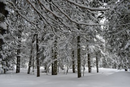 bosque nevado