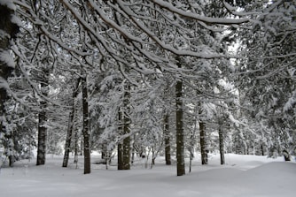 bosque nevado