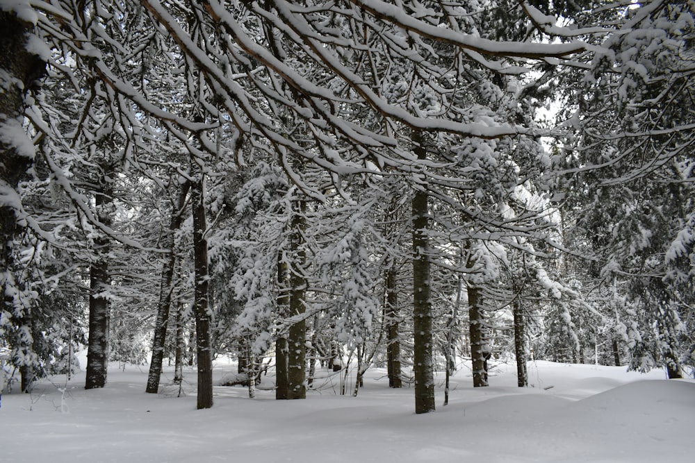 ein schneebedeckter Wald mit vielen Bäumen