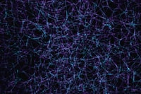 Neural Computation