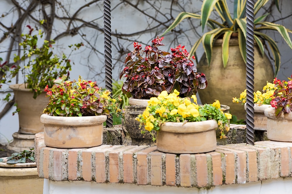 a close up of a flower pot