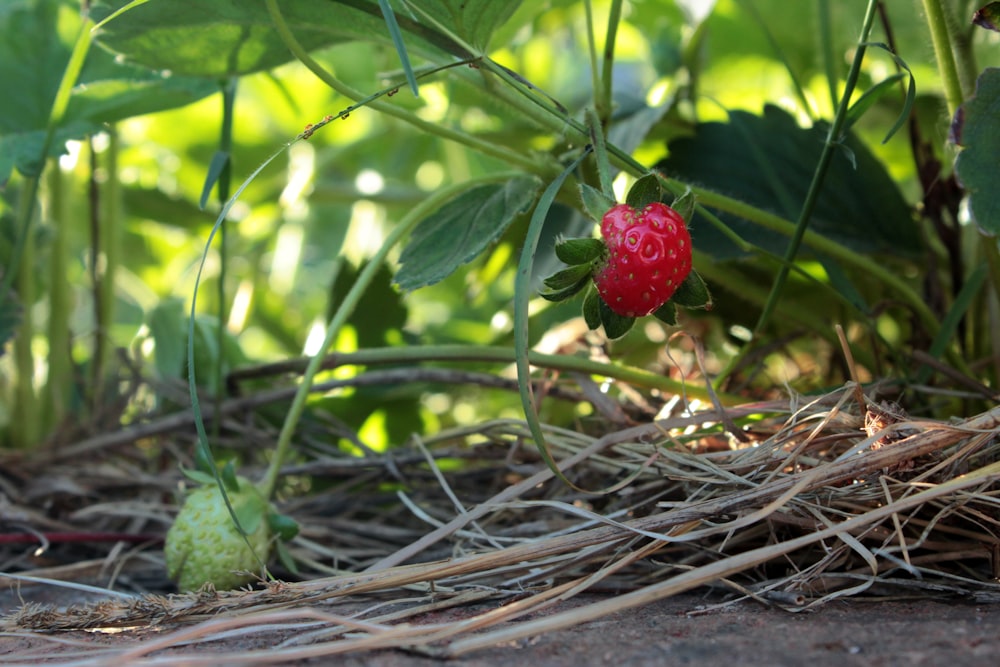 a red berry sitting on top of a green plant
