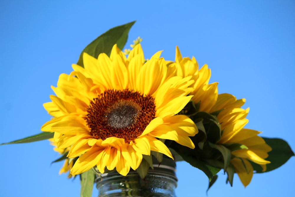 a sunflower in a clear glass vase against a blue sky