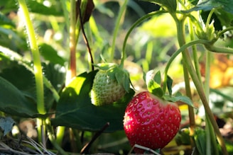 a close up of two strawberries on a plant
