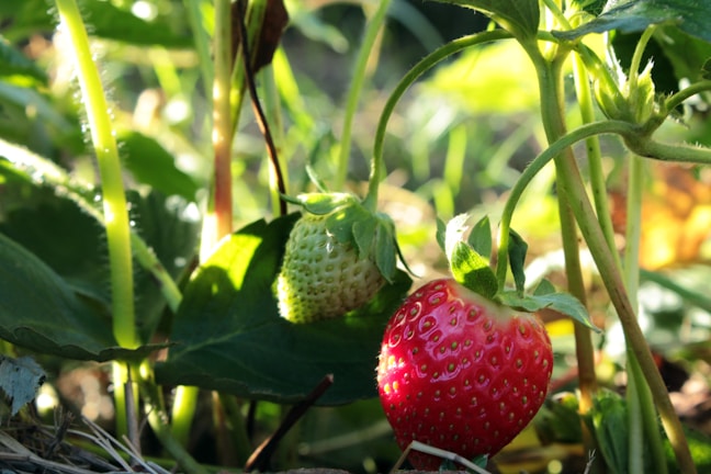 a close up of two strawberries on a plant