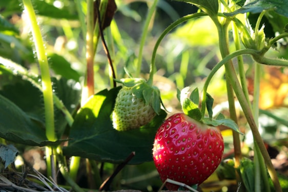 a close up of two strawberries on a plant