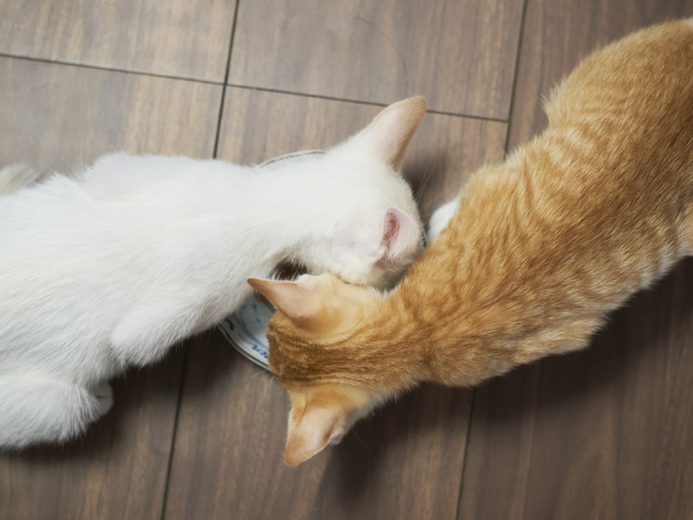 two cats playing with each other on the floor