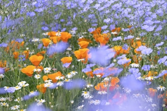 a field of wildflowers and daisies with a blue sky in the background
