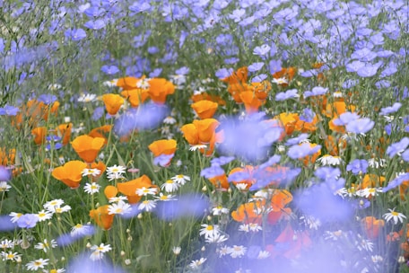 a field of wildflowers and daisies with a blue sky in the background