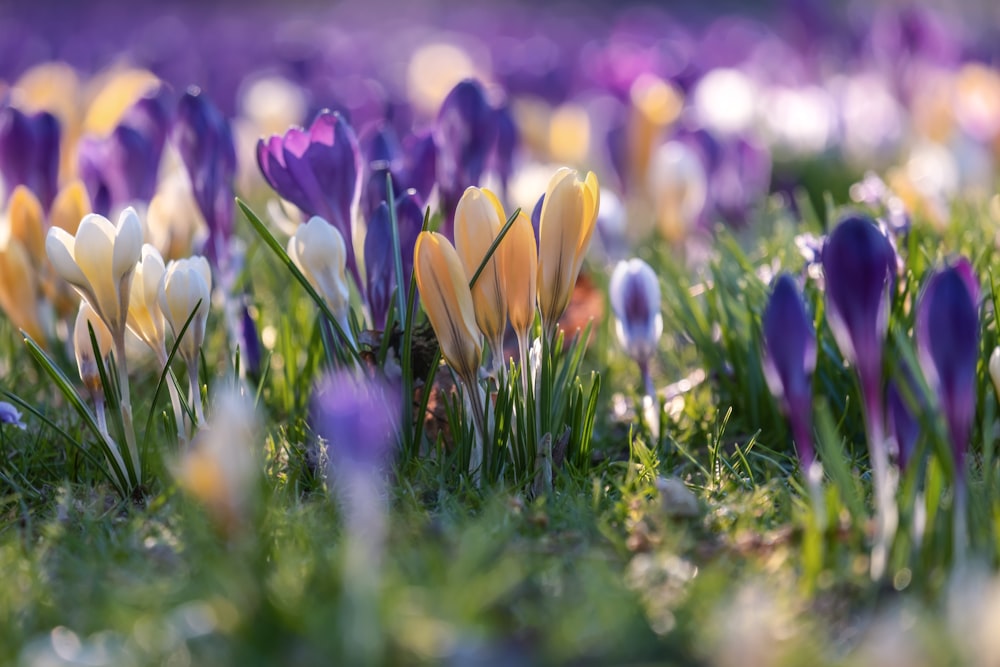 a field of purple and yellow flowers in the grass