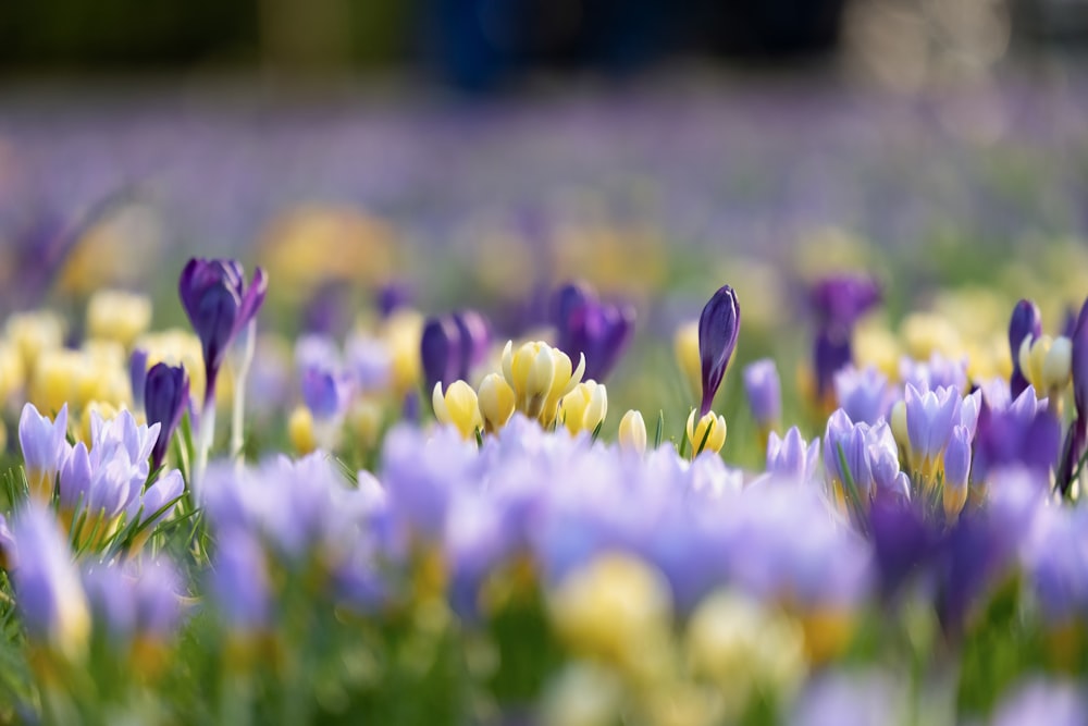 a field full of purple and yellow flowers