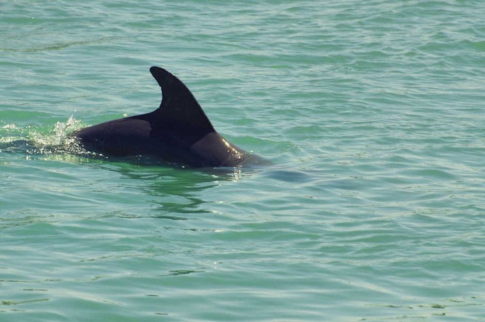 a large black animal swimming in a body of water