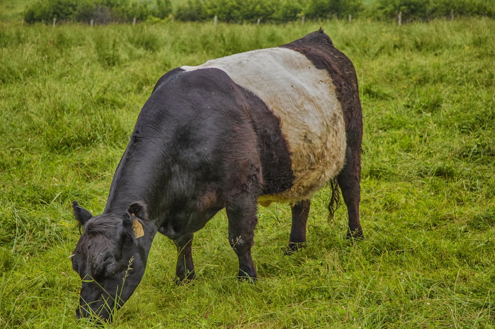 a black and white cow eating grass in a field
