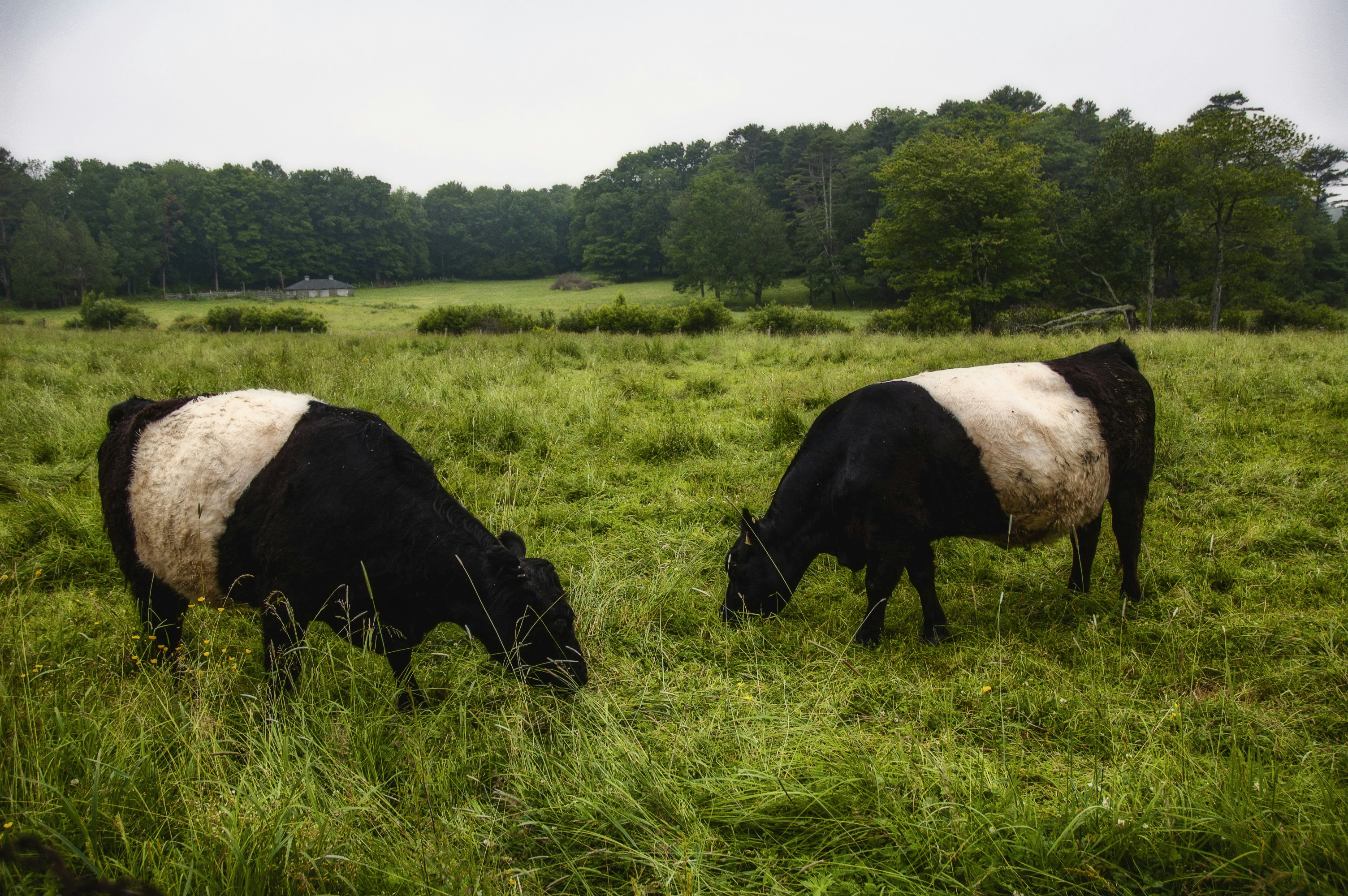 two black and white cows eating grass in a field