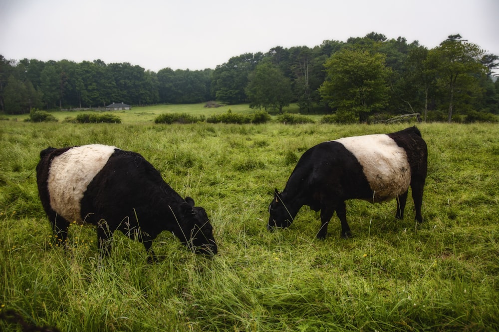 duas vacas pretas e brancas comendo grama em um campo