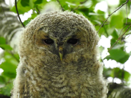 a close up of an owl on a tree branch