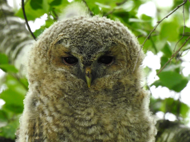 a close up of an owl on a tree branch