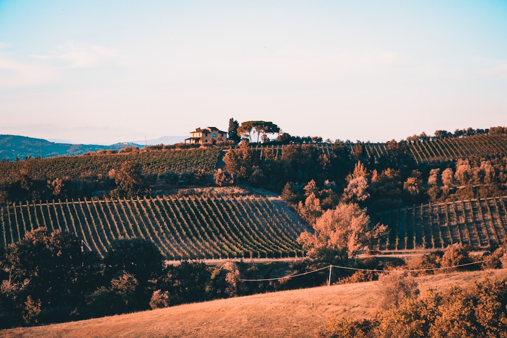 a scenic view of a vineyard in autumn