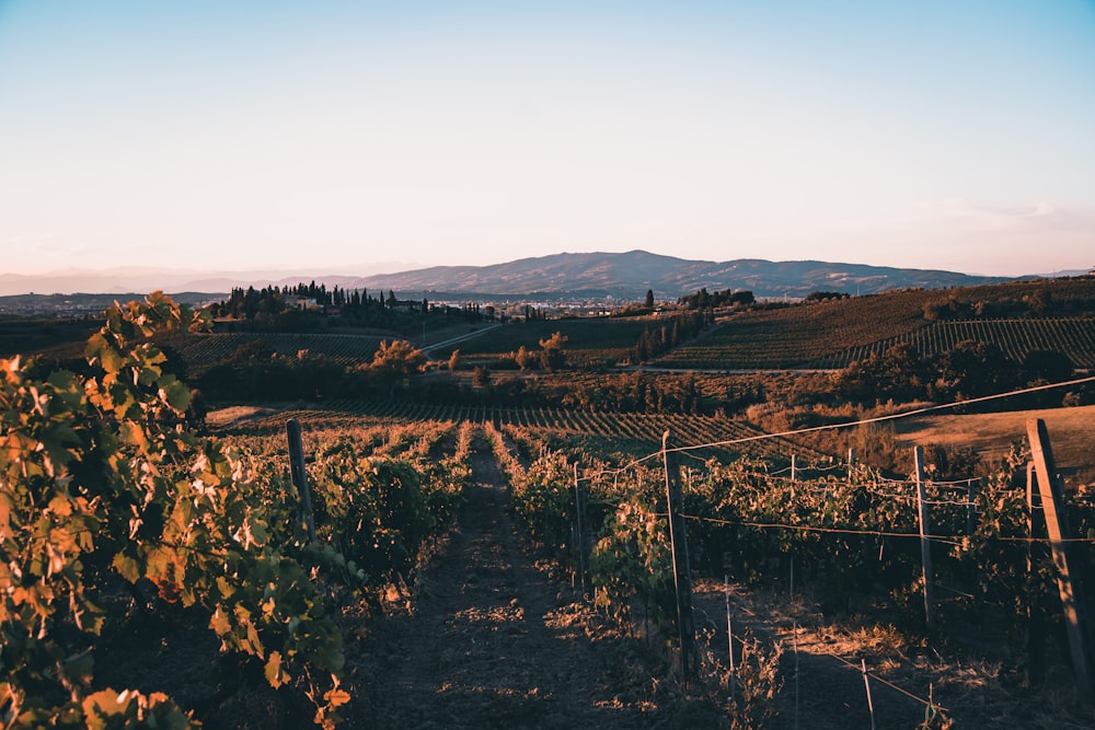 a view of a vineyard with mountains in the background