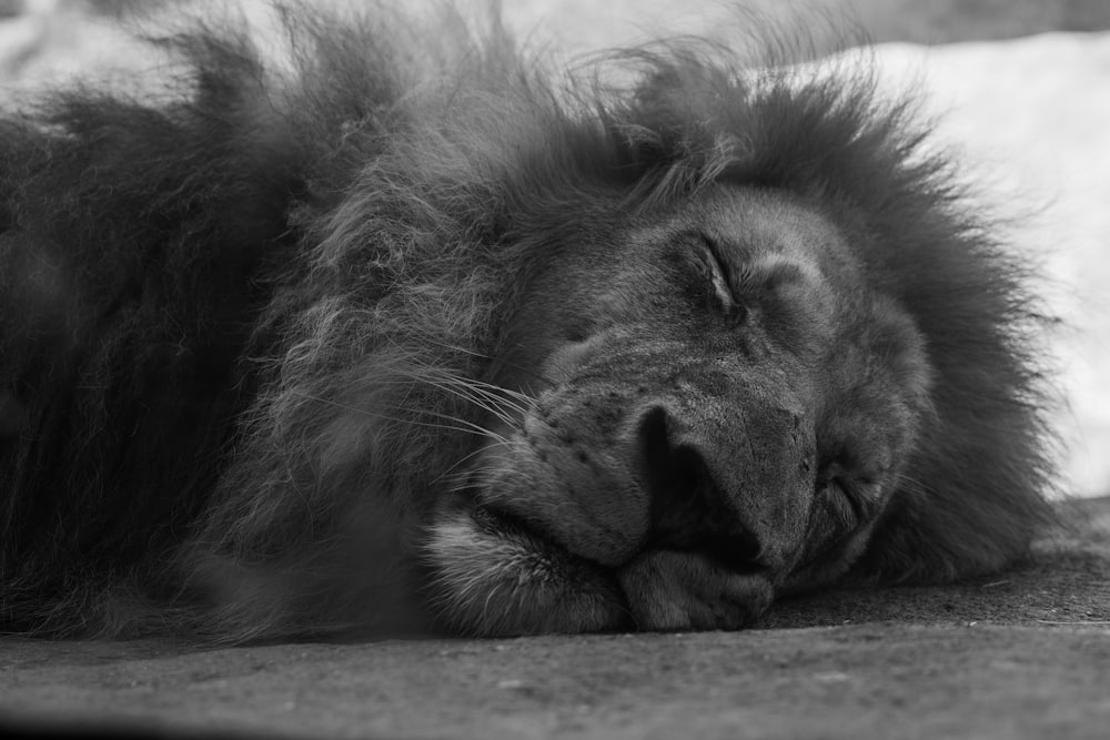 a close up of a lion laying on the ground