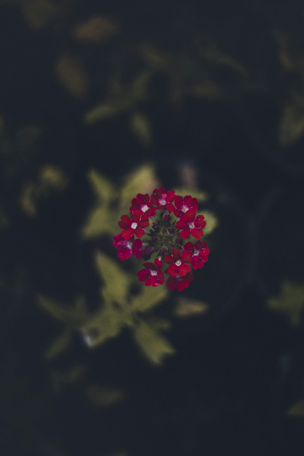 a red flower with green leaves in the background