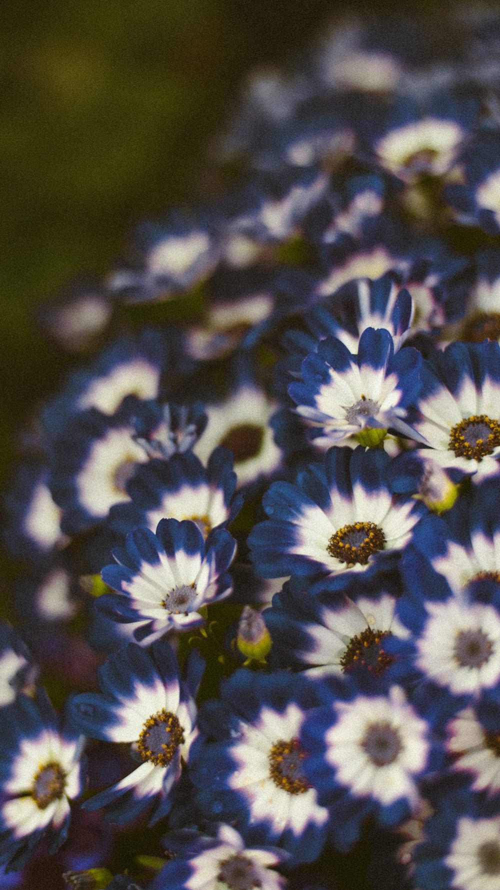 a bunch of blue and white flowers in a vase