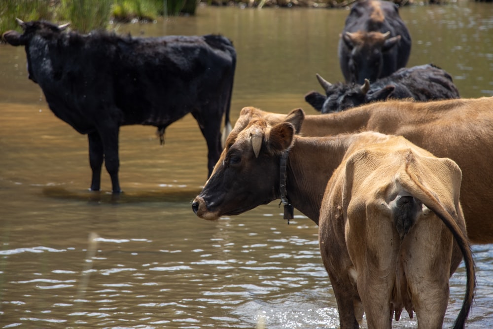 a herd of cattle standing in a river