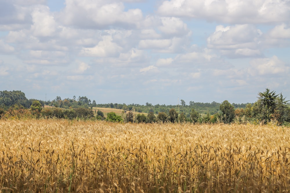 a field of tall grass with trees in the background