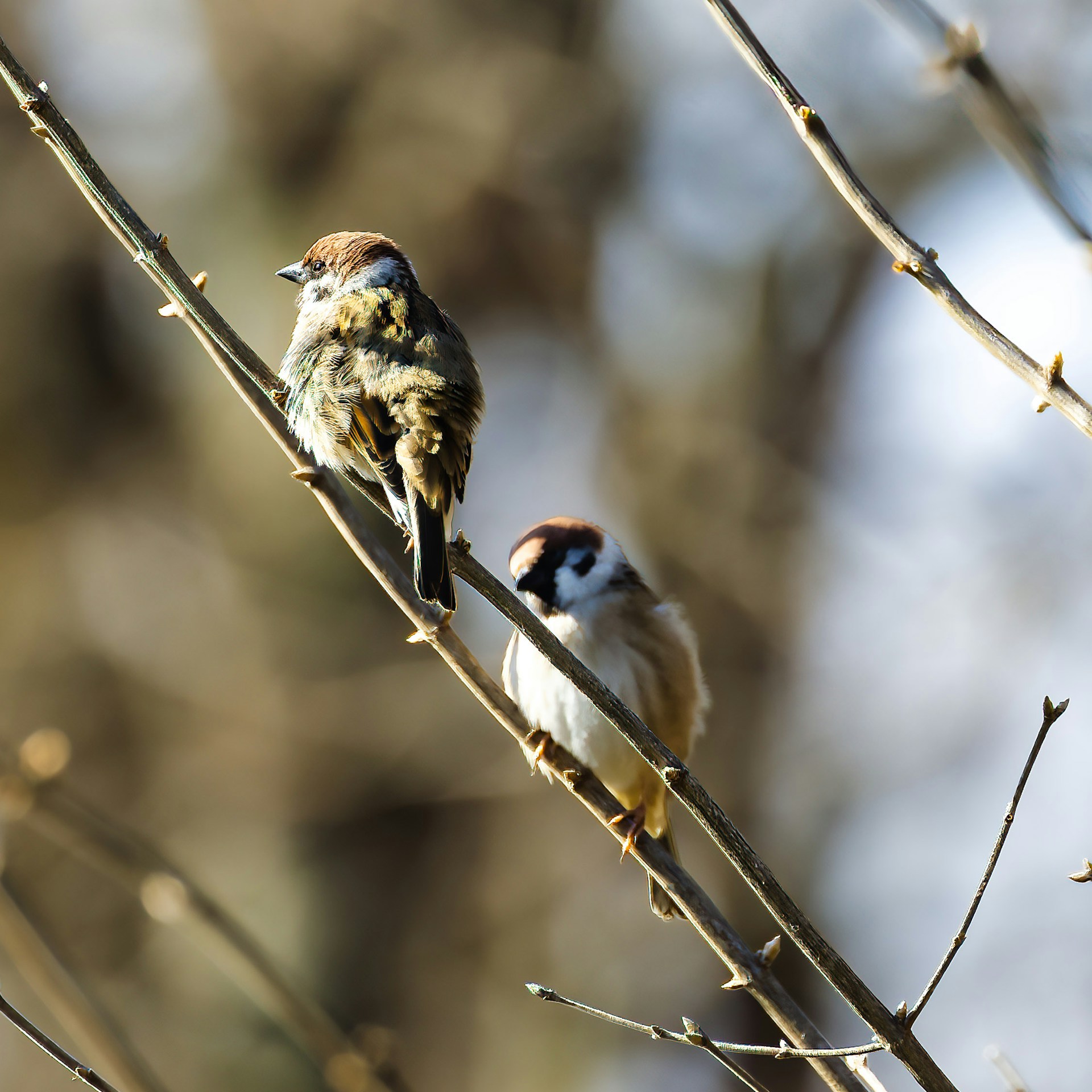 a couple of birds sitting on top of a tree branch