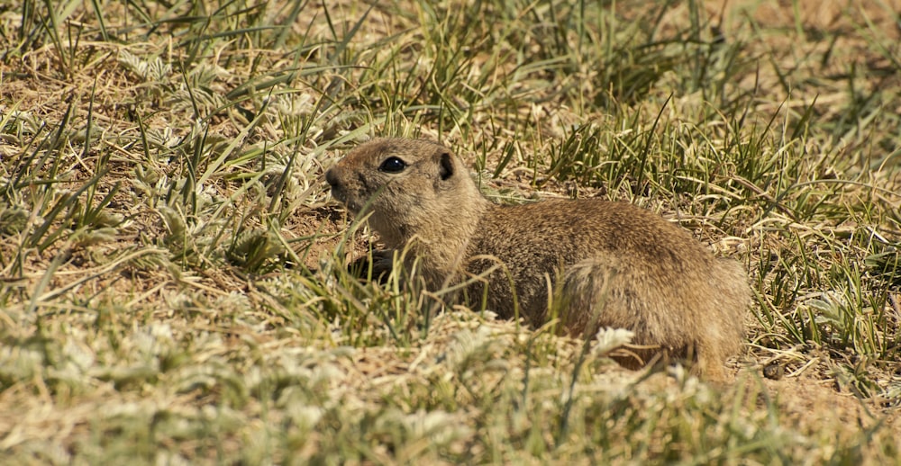 a small animal standing in a field of grass