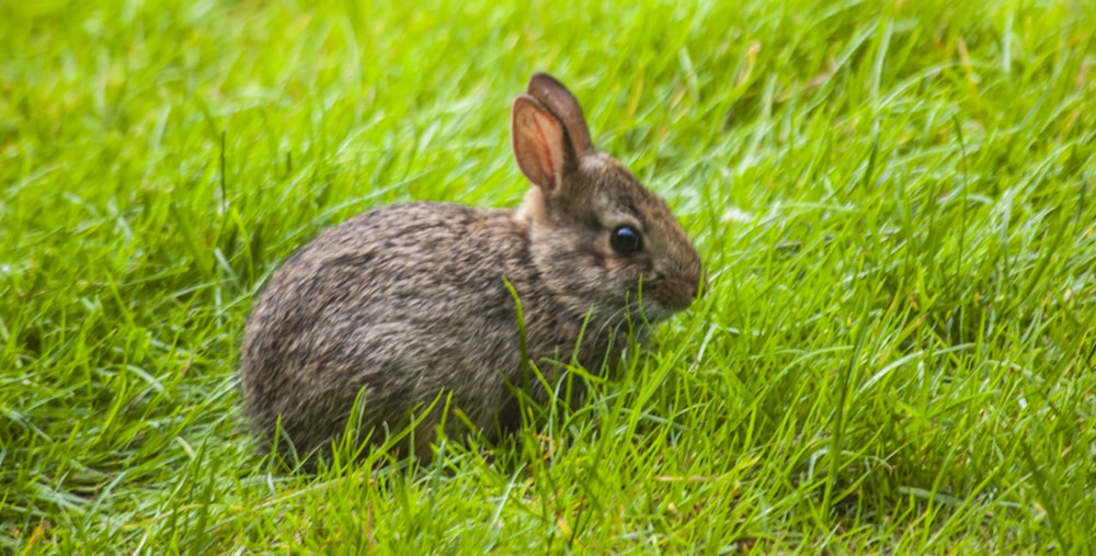 Un conejo está sentado en la hierba alta