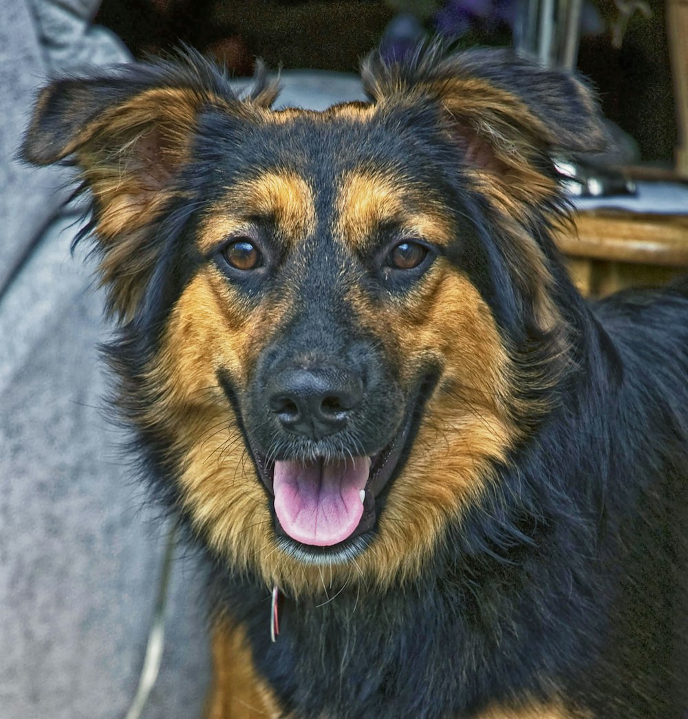 a close up of a dog with its mouth open