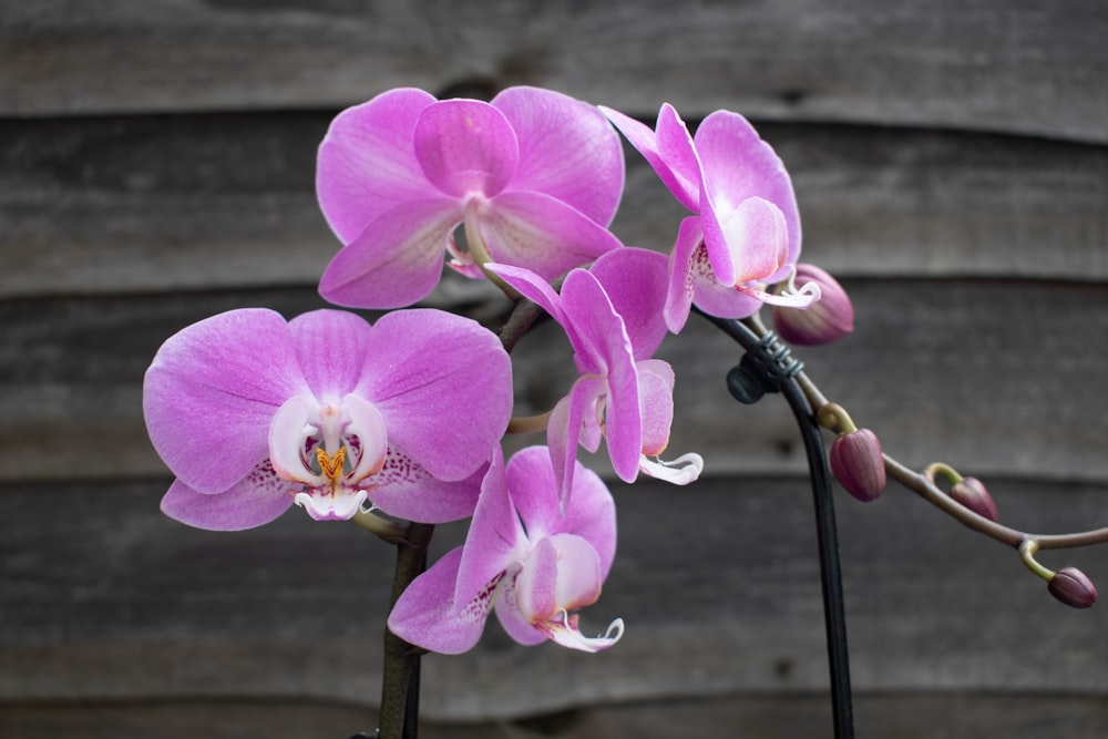 a close up of a purple flower on a stem