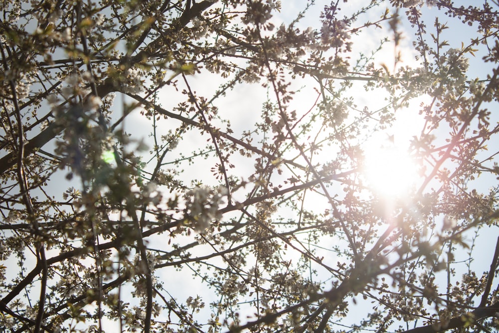 the sun shines through the branches of a tree