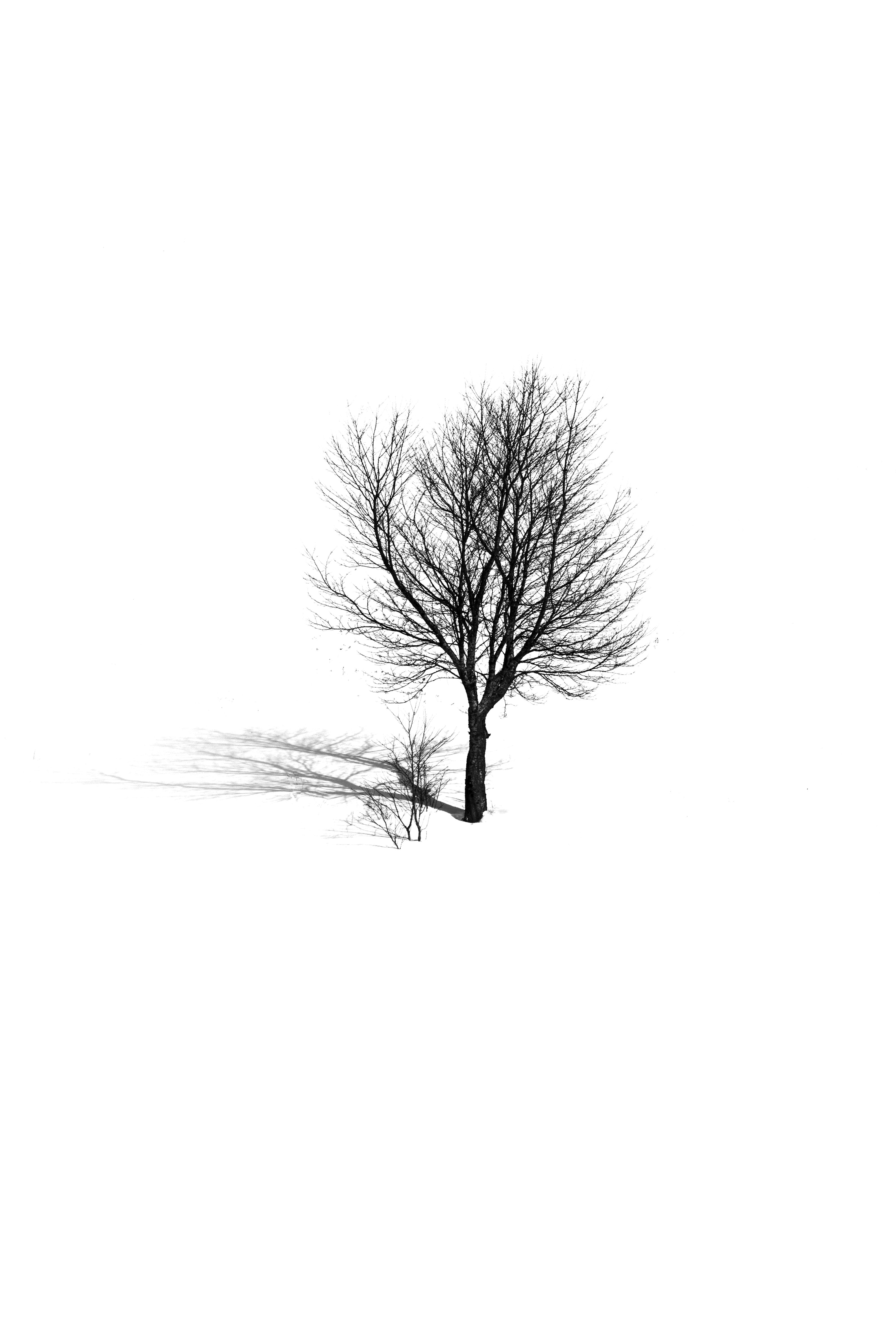 A lone tree stands alone in the snow photo – Free Grey Image on Unsplash