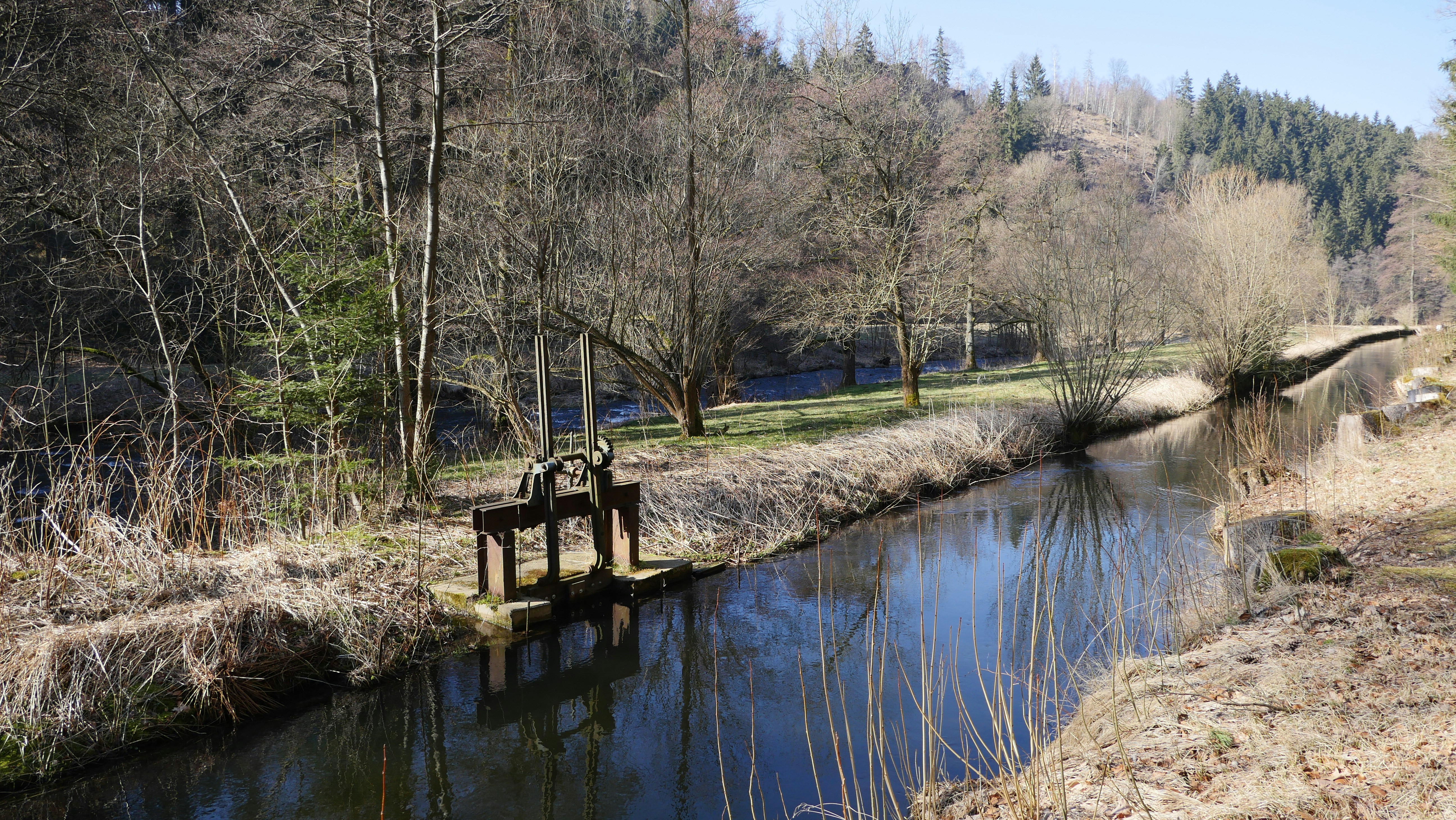 a small stream running through a forest filled with trees