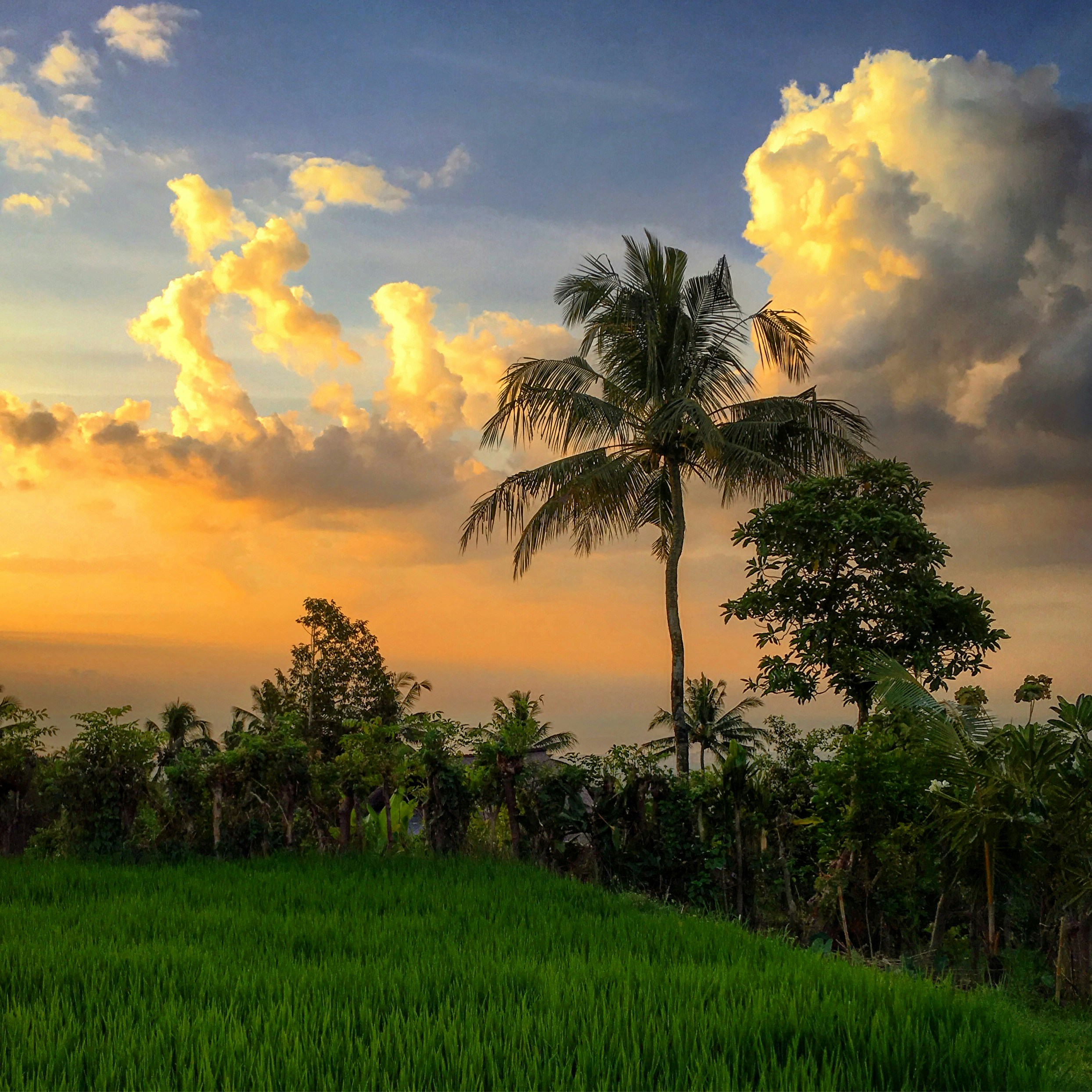 Rice field at blue hour near Singaraja, North Bali