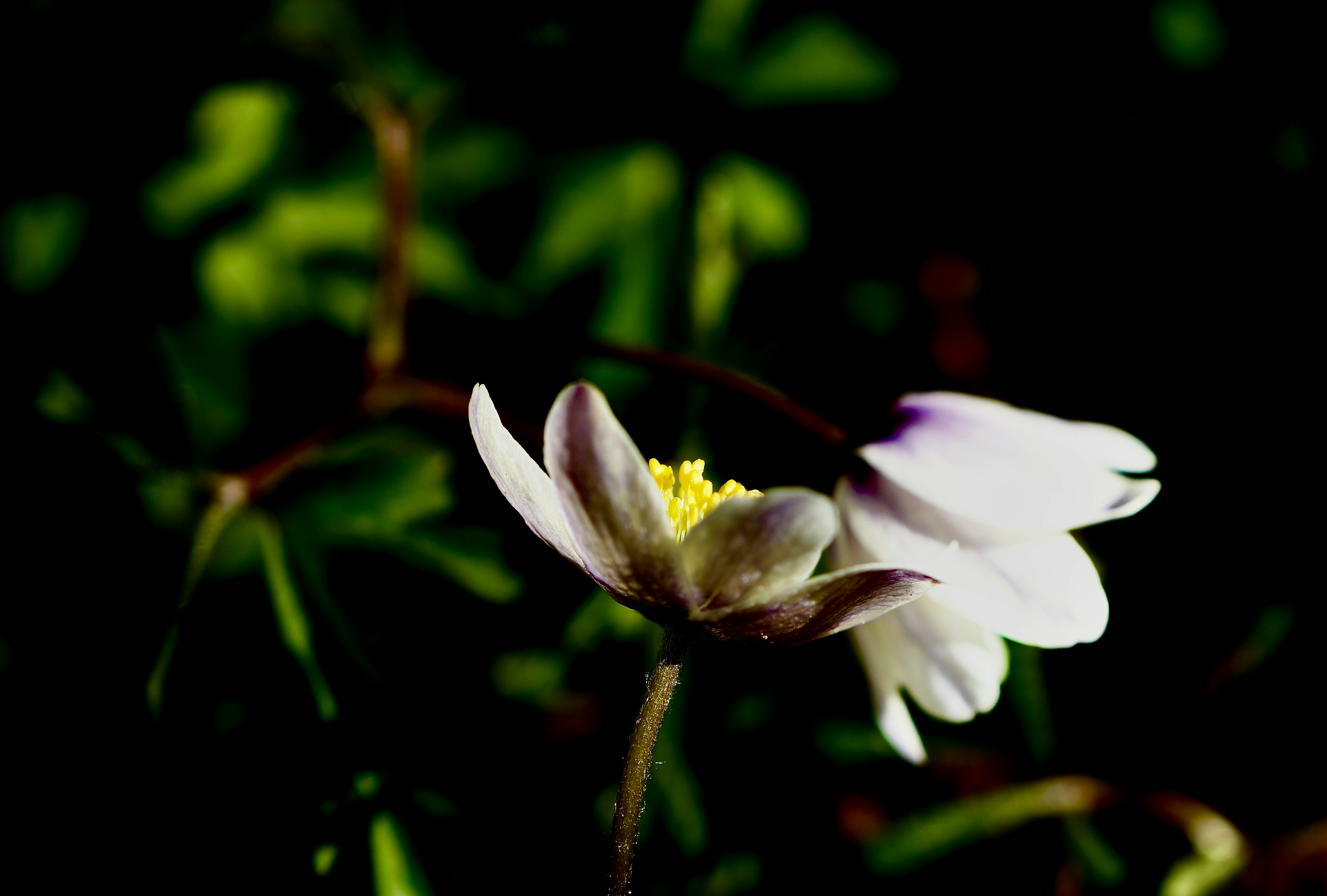 Photo by peterburdon