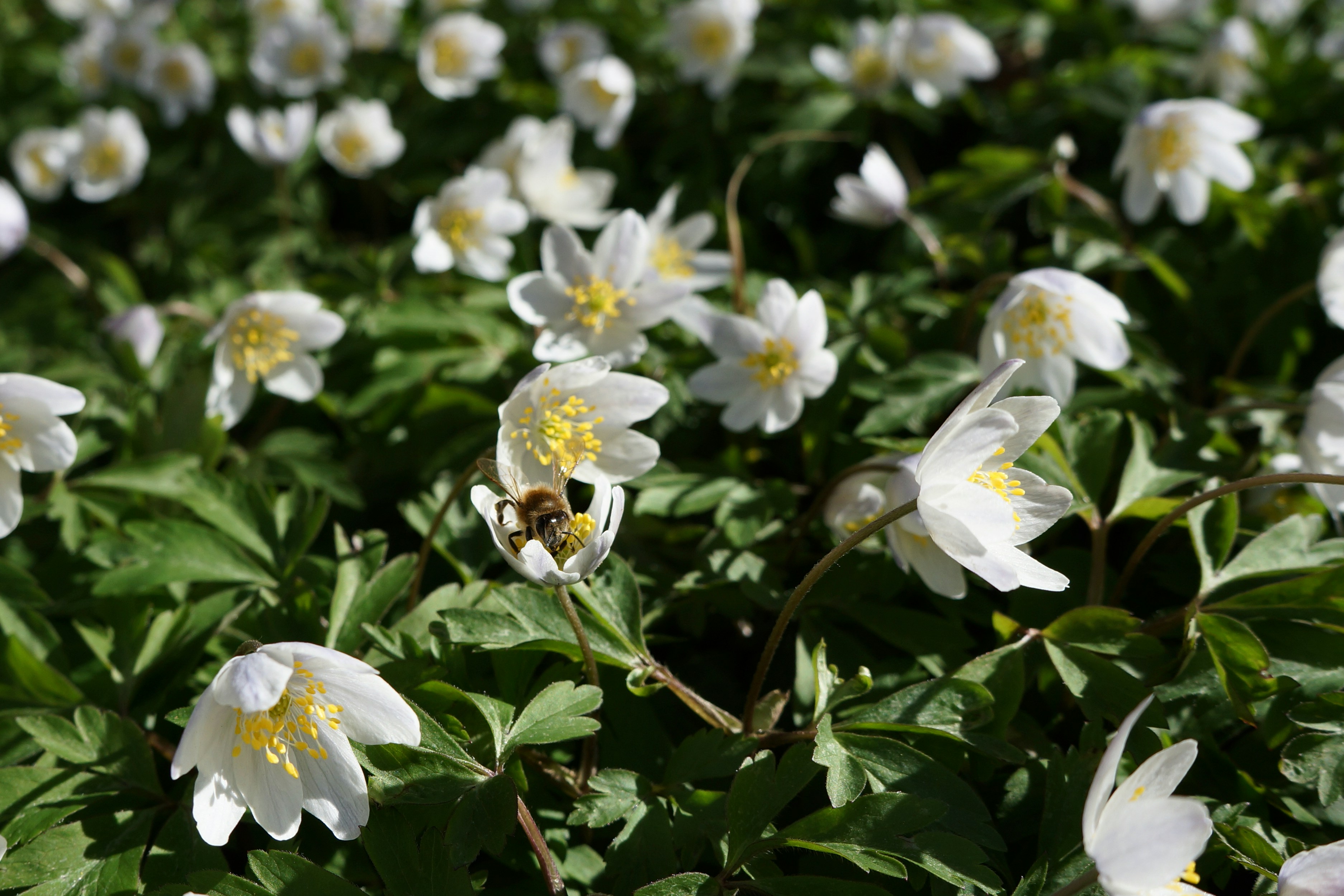 Photo by peterburdon