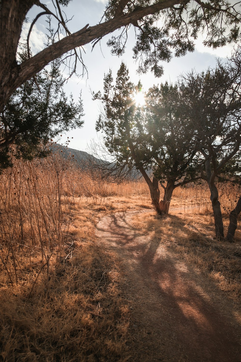 the sun shines through the trees on a dirt path